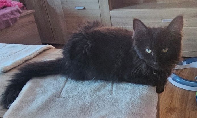 4 wunderschönen Maine Coon Mädchen suchen ein liebevolles zu Hause
