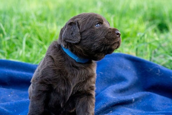Labradoodle Welpen an beste Hände abzugeben