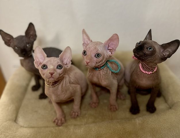 Sphynx-Kitten suchen ein liebevolles Zuhause