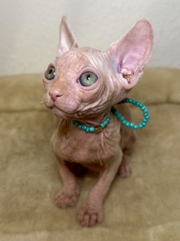 Sphynx-Kitten suchen ein liebevolles Zuhause