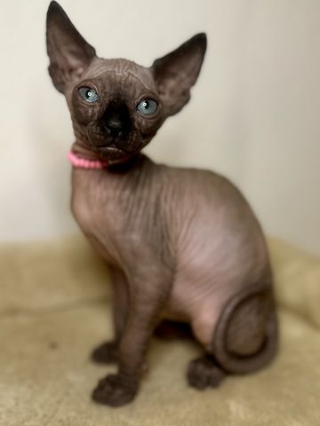 Sphynx-Kitten suchen ein liebevolles Zuhause