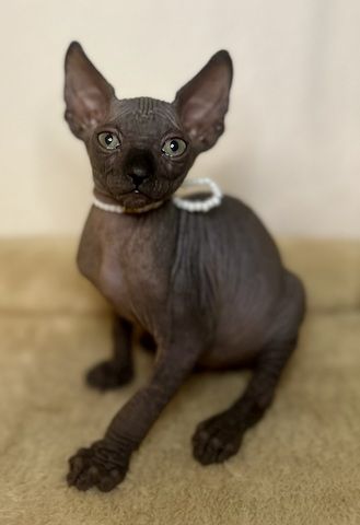 Sphynx-Kitten suchen ein liebevolles Zuhause