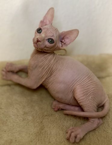 Sphynx-Kitten suchen ein liebevolles Zuhause