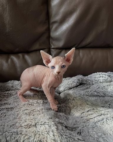 Sphynx-Kätzchen