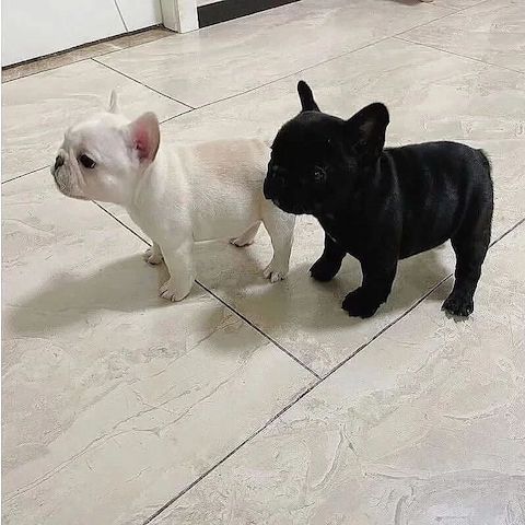 Wunderschöne Französische Bulldoggenwelpen 🐶