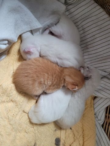 5 Kitten Ragdoll/ Waldkatze in liebevolle Hände abzugeben