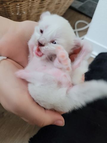 5 Kitten Ragdoll/ Waldkatze in liebevolle Hände abzugeben
