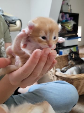 5 Kitten Ragdoll/ Waldkatze in liebevolle Hände abzugeben