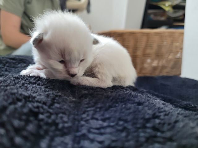 5 Kitten Ragdoll/ Waldkatze in liebevolle Hände abzugeben