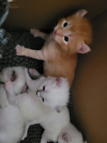 5 Kitten Ragdoll/ Waldkatze in liebevolle Hände abzugeben