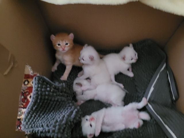 5 Kitten Ragdoll/ Waldkatze in liebevolle Hände abzugeben