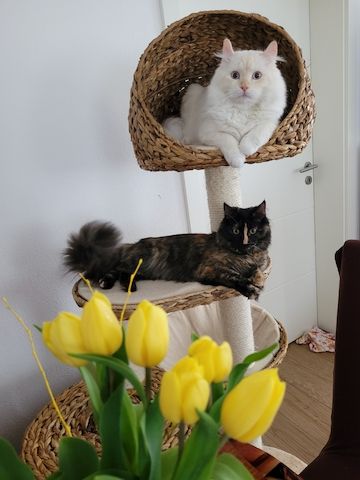 5 Kitten Ragdoll/ Waldkatze in liebevolle Hände abzugeben