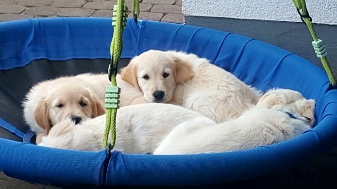 Golden Retriever Welpen reinrassig Wurfankündigung Ende Juni 2025 - 7-8 Welpen