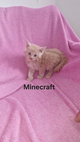 Main Coon Kitten