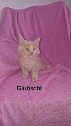 Main Coon Kitten