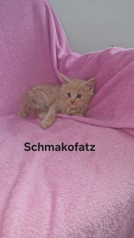 Main Coon Kitten