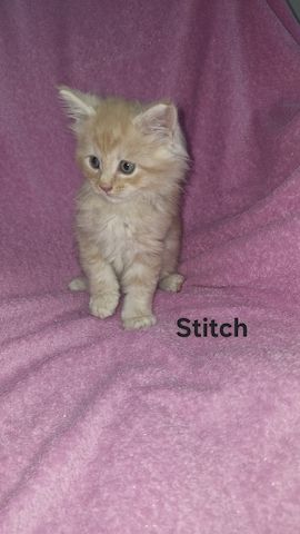Main Coon Kitten