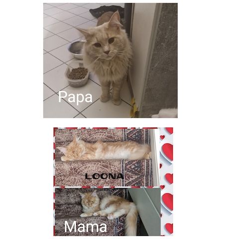 Main Coon Kitten