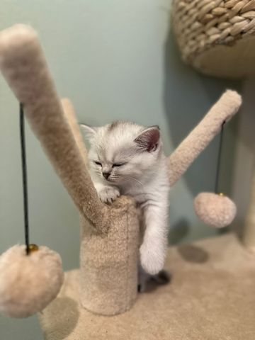Reinrassige Britisch Kurzhaar Kitten - Silver Shaded abzugeben