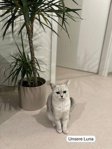 Reinrassige Britisch Kurzhaar Kitten - Silver Shaded abzugeben