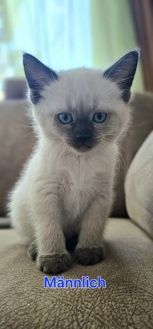 Katzenbabys Ragdoll/BKH Mix – stubenrein & liebevoll – ab 12 Wochen