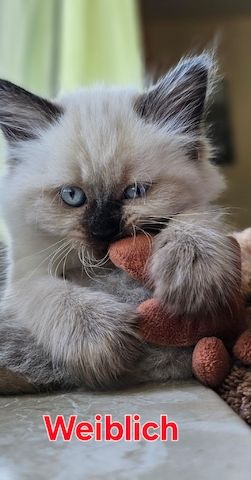 Katzenbabys Ragdoll/BKH Mix – stubenrein & liebevoll – ab 12 Wochen