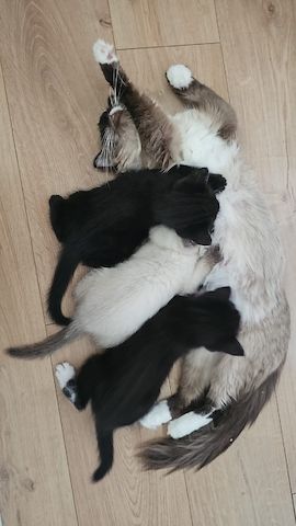 Katzenbabys Ragdoll/BKH Mix – stubenrein & liebevoll – ab 12 Wochen