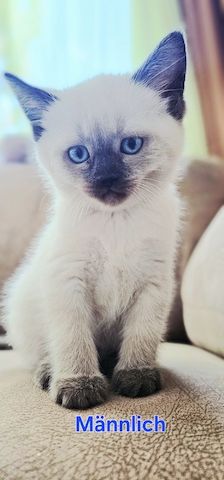 Katzenbabys Ragdoll/BKH Mix – stubenrein & liebevoll – ab 12 Wochen