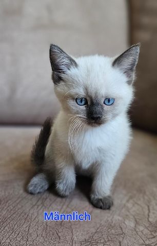 Katzenbabys Ragdoll/BKH Mix – stubenrein & liebevoll – ab 12 Wochen