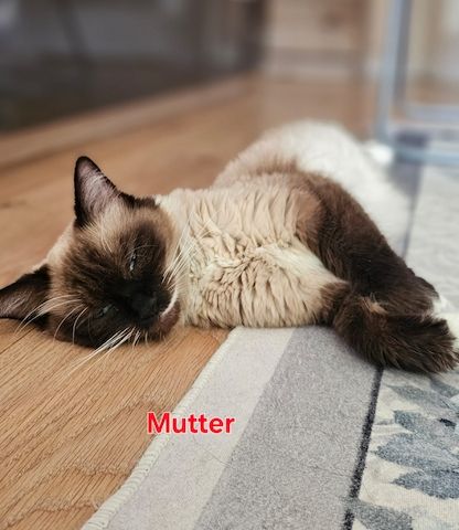 Katzenbabys Ragdoll/BKH Mix – stubenrein & liebevoll – ab 12 Wochen