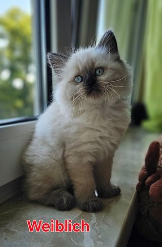 Katzenbabys Ragdoll/BKH Mix – stubenrein & liebevoll – ab 12 Wochen