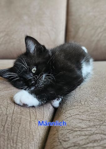 Katzenbabys Ragdoll/BKH Mix – stubenrein & liebevoll – ab 12 Wochen