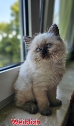 Katzenbabys Ragdoll/BKH Mix – stubenrein & liebevoll – ab 12 Wochen