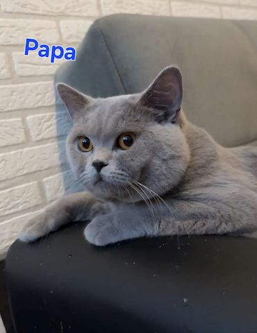 Katzenbabys Ragdoll/BKH Mix – stubenrein & liebevoll – ab 12 Wochen