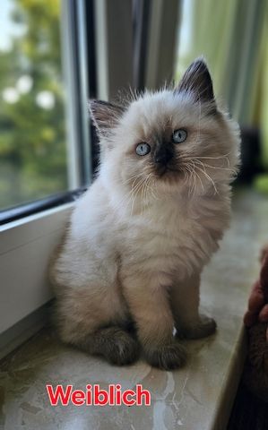 Katzenbabys Ragdoll/BKH Mix – stubenrein & liebevoll – ab 12 Wochen