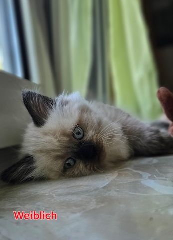 Katzenbabys Ragdoll/BKH Mix – stubenrein & liebevoll – ab 12 Wochen