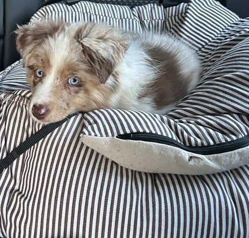 Toy/Minne Aussie zum Verkaufen