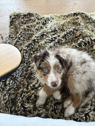 Toy/Minne Aussie zum Verkaufen