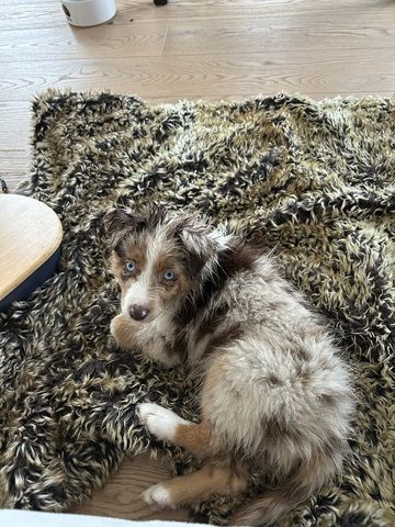 Toy/Minne Aussie zum Verkaufen