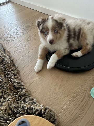 Toy/Minne Aussie zum Verkaufen