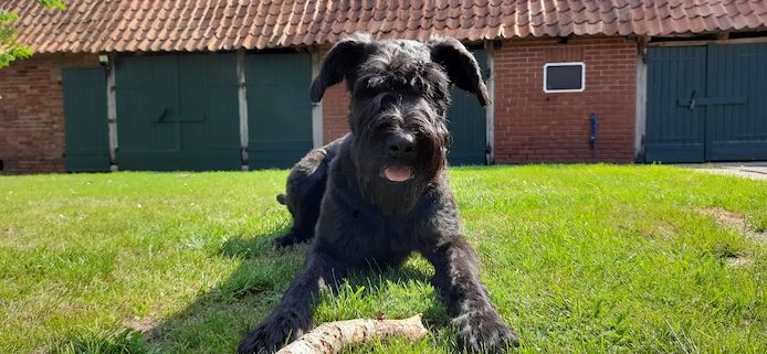 Schnoodle Welpen geplant