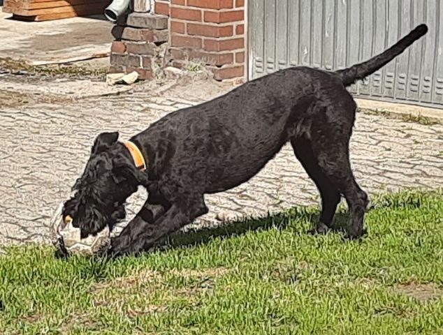 Schnoodle Welpen geplant