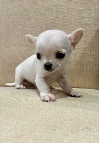 Lang- und kurzhaarige Chihuahua-Welpen