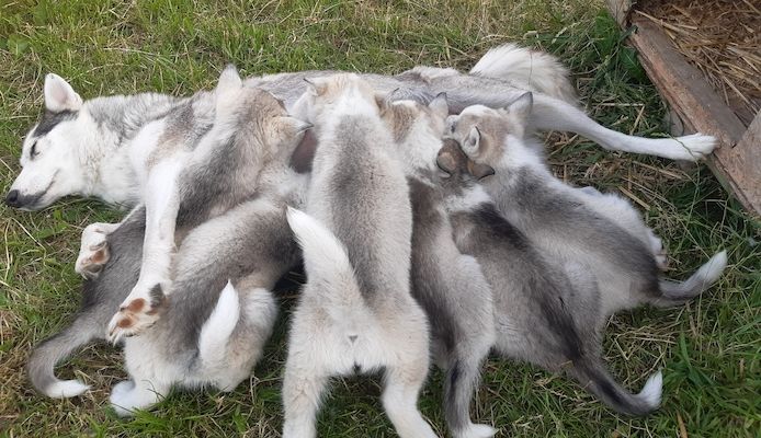 Husky Welpen suchen ihr Zuhause