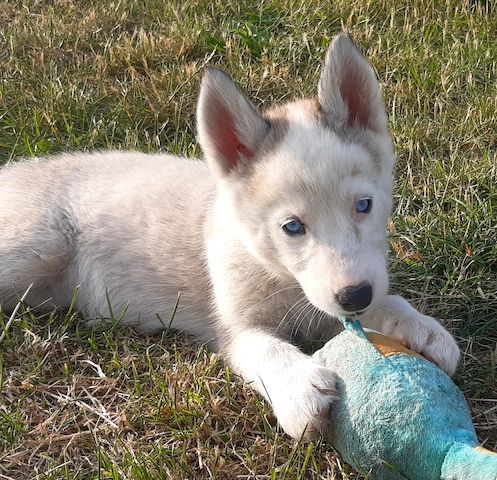 Husky Welpen suchen ihr Zuhause