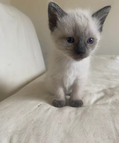 Sealpoint Birma Katzen zu verkaufen