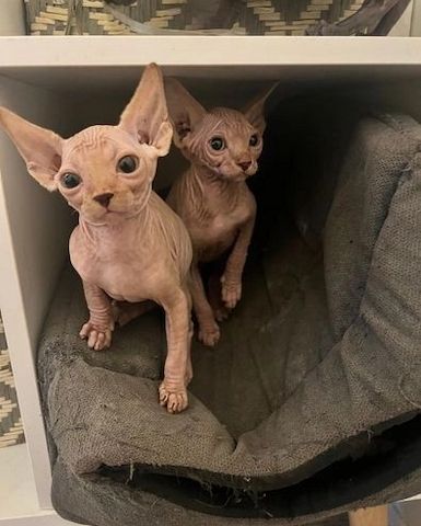 Haarlose männliche und weibliche Sphynx-Kätzchen zu verkaufen