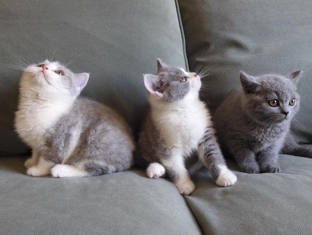 Britisch Kurzhaar (BKH), Katzenbabies, Katzenbabys, Kitten, (m/w)