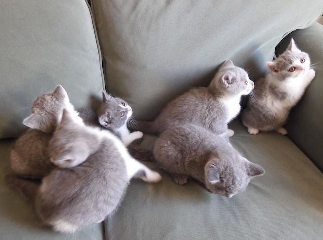Britisch Kurzhaar (BKH), Katzenbabies, Katzenbabys, Kitten, (m/w)