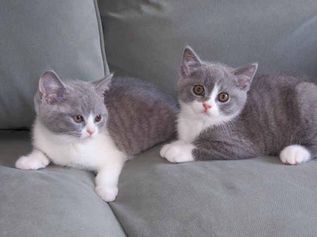 Britisch Kurzhaar (BKH), Katzenbabies, Katzenbabys, Kitten, (m/w)